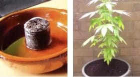 évolution d'une plante de cannabis