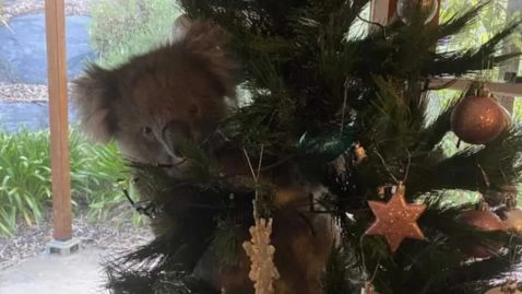 koala se cache dans un sapin de noël