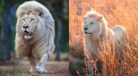 lions