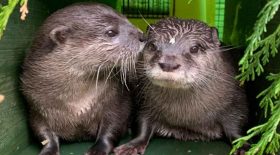 loutres veuves retrouvent l'amour