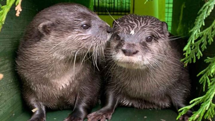 loutres veuves retrouvent l'amour