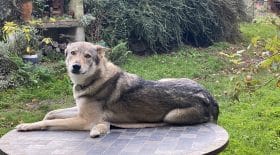 ounka-chienne