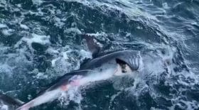 pêcheur thon requin