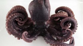 poulpe 9 tentacules anomalie
