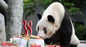 plus vieux panda monde décès