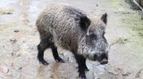 sanglier