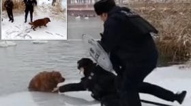 sauvetage golden retriever