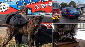sdf chiens