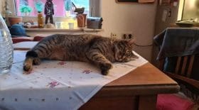 un-chat-malicieux-derobe-la-saliere-proprietaire