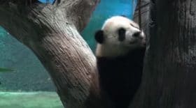 un-panda-geant-ne-en-captivite-fait-ses-premiers-pas-public