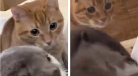 chat-loutre