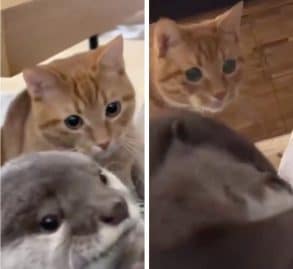 chat-loutre