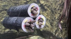 aquarium installation anguilles sushi rouleau