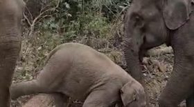 Ce petit éléphant se coince sur un tronc d'arbre