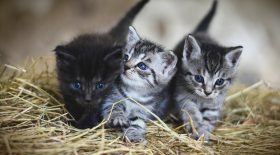 chatons