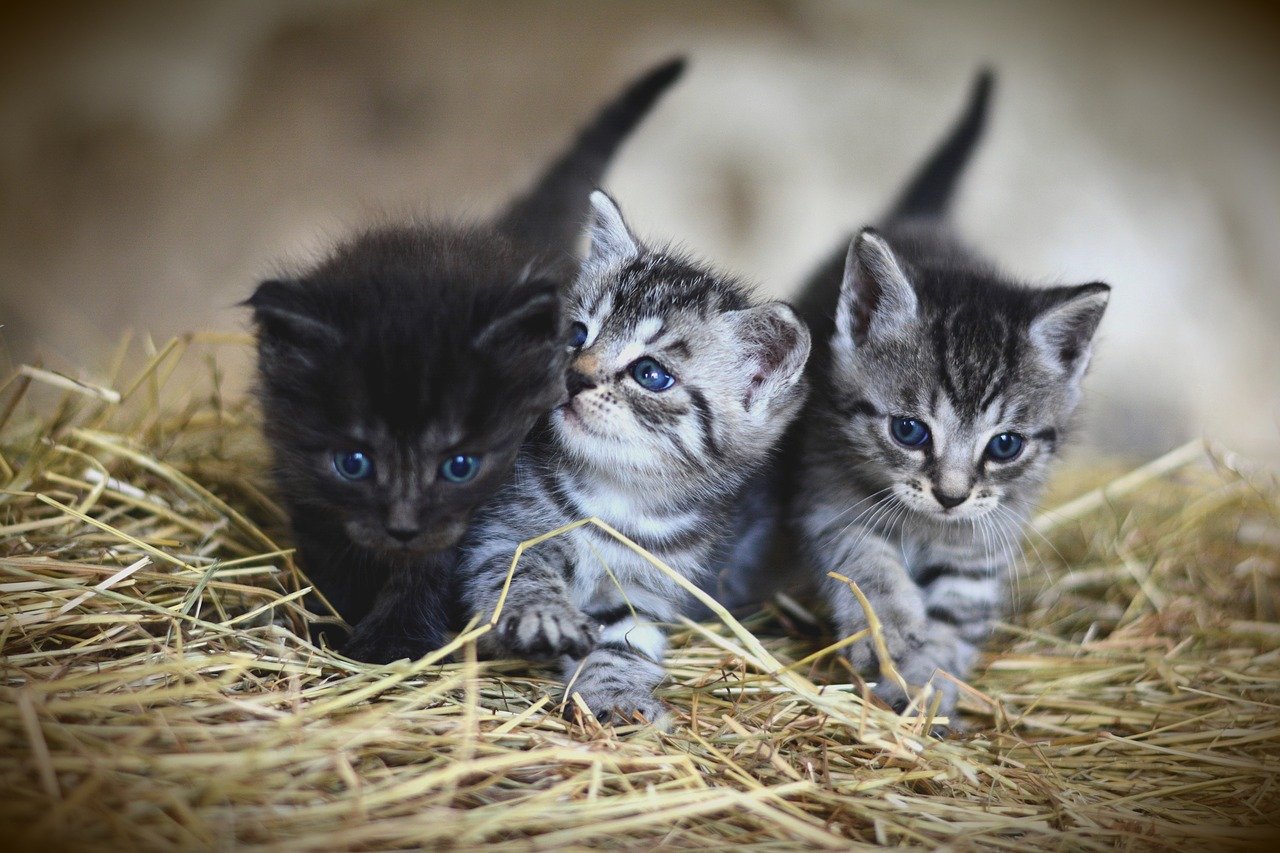 Affreux Des Chatons Donnes Via Des Petites Annonces Finissent En Repas Pour Serpents
