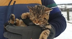 chat rare écosse trouvé champ enneigé
