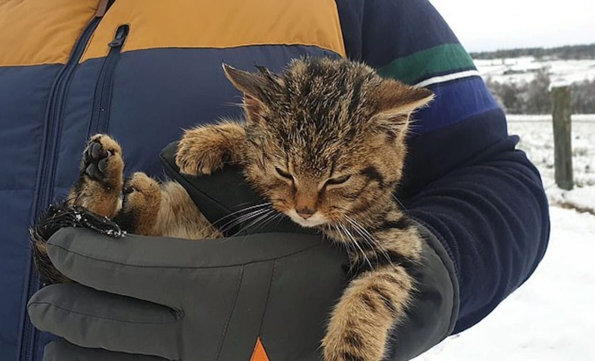 Ce chat abandonné retrouvé gelé dans la neige n'est pas un chat comme ...
