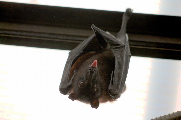 chauve souris