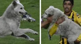 chien-chaussures-football