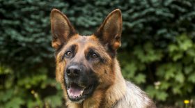 Chien du RAID blessé