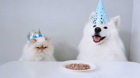 chien samoyède devient ami chat boudeur