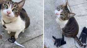 china chatte chasseuse objets voisins