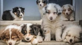 chiots