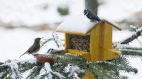 conseils nourrir oiseaux hiver