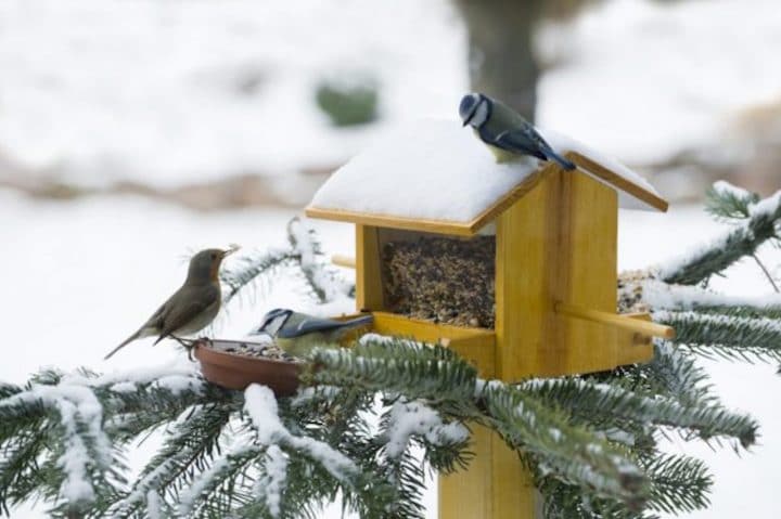 conseils nourrir oiseaux hiver