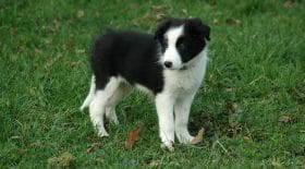 chiot