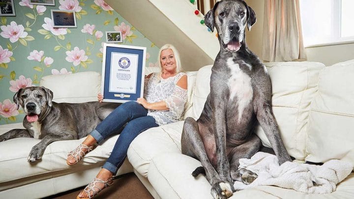 freddy le plus grand chien au monde est mort