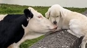 Un Golden Retriever et une vache