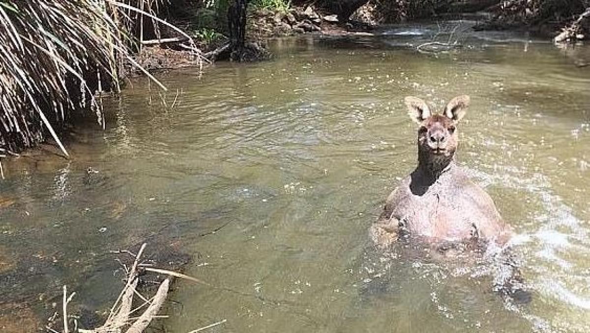Un Jardinier Et Son Chien Se Retrouvent Face A Un Impressionnant Kangourou Photos