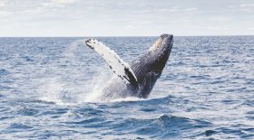 baleine