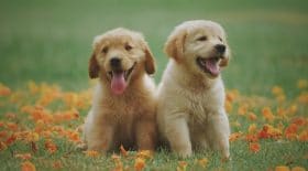 Insolite, ce chiot est vert