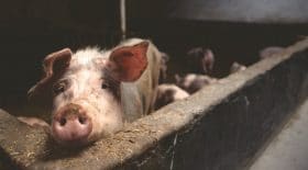 L214 dénonce élevage cochons