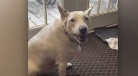 la-video-trop-touchante-de-ce-chien-sourd-qui-essaye-daboyer-devient-viral-toile