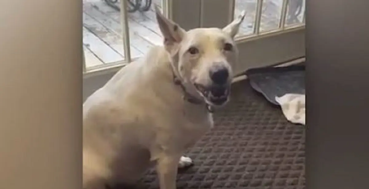 La vidéo trop touchante de ce chien sourd qui essaye d