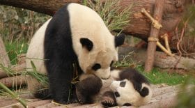 Panda trop mignon