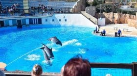 parc-asterix-fin-delphinarium