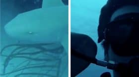plongeur-requin