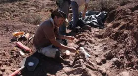 le plus grand dinosaure au monde a été découvert