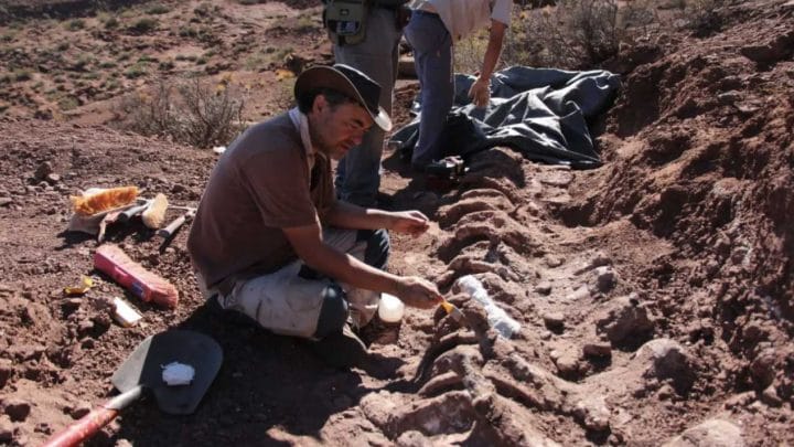 le plus grand dinosaure au monde a été découvert