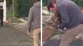 propriétaire-chien-retrouvaille