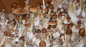 champignons-hallucinogènes-psychédéliques
