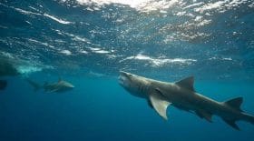 requin ressemble donald trump