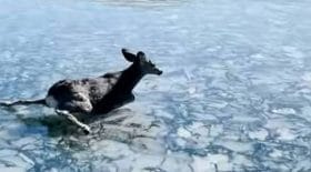 Sauvetage d'un faon