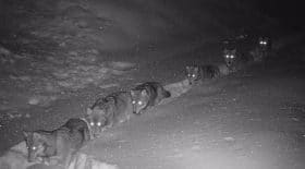 Savoie, une meute de loups dans la neige