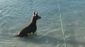 un-chien-attaque-un-requin-qui-sapproche-un-peu-trop-maitre